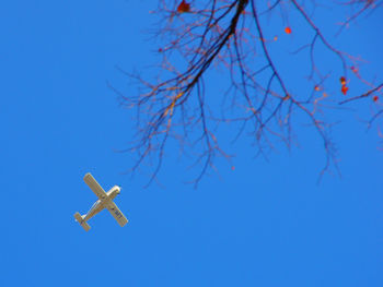 Low angle view of tree against blue sky