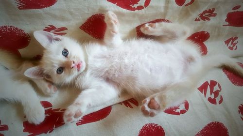 Directly above portrait of cat lying on bed