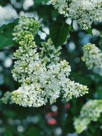 Close-up of white flowering plant