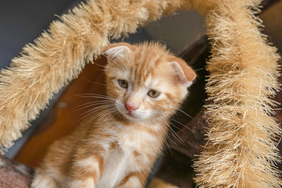 Close-up portrait of a cat