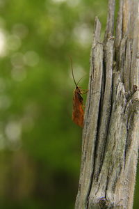 Close-up of insect perching on tree trunk