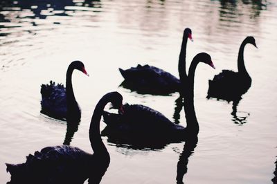 View of swans swimming in lake
