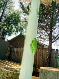 Low angle view of bamboo hanging from tree