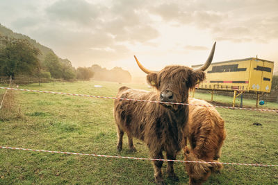 Horse grazing on field