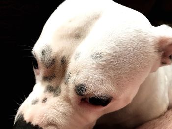 Close-up of dog sleeping