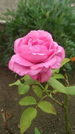 Close-up of pink flower blooming outdoors