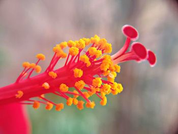 Close-up of red flowers