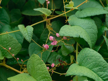 High angle view of pink flowering plant