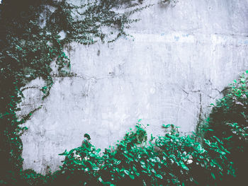 Full frame shot of fresh plants against wall