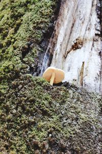 Close-up of tree trunk