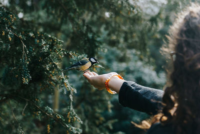 Woman feeding great tit on hand