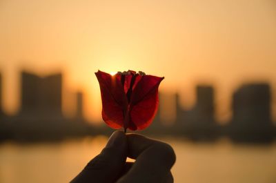 Close-up of hand holding red flower against sky at sunset