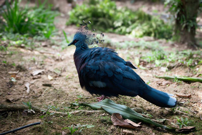Close-up of bird perching on field