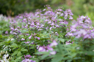 Close-up of purple flowers blooming in field