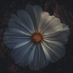 Close-up of flower