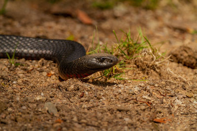 Close-up of lizard on land