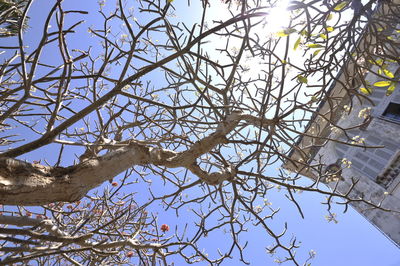 Low angle view of bare tree against building