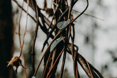 Close-up of dry leaf on branch