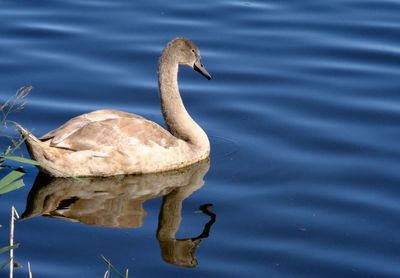 View of duck in lake