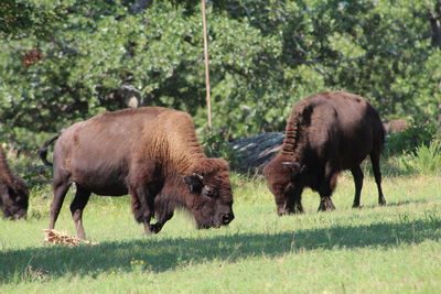 Horses grazing in a field