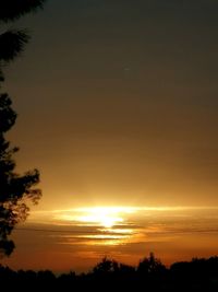 Low angle view of silhouette trees against orange sky