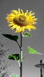 Close-up of sunflower