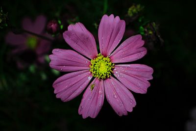 Close-up of raindrops on pink flower