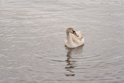 A young swan swims on the water off the coast.