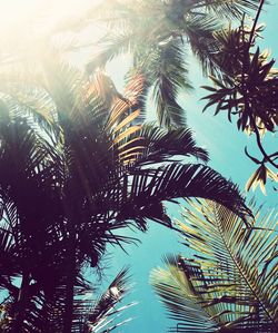 Low angle view of palm tree against sky