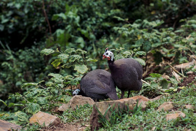 View of an animal on land