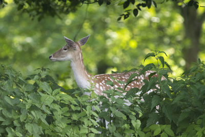 View of deer on leaves