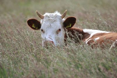 Cow in a field