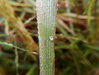 Close-up of water drops on plant