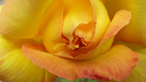 Close-up of fresh day lily blooming outdoors