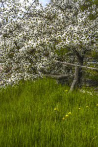 View of trees on grass