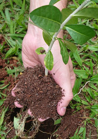 High angle view of hand holding leaf on field