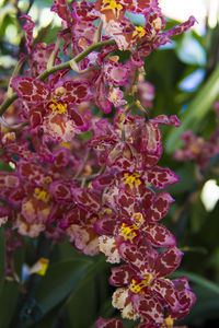 Close-up of pink flowering plant