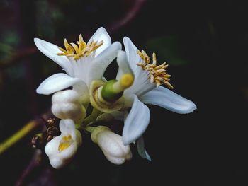 Close-up of white flowers blooming against black background