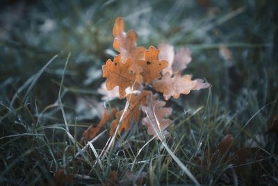 Close-up of flowering plant on field