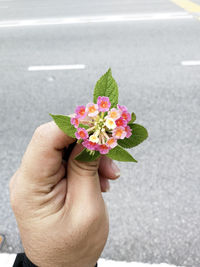 Close-up of hand holding flowers