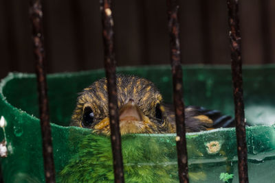 Close-up of a bird on metal