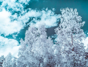 Close-up of frozen tree against sky