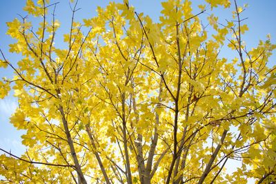 Low angle view of yellow flower tree