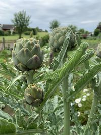 Close-up of plant growing on field against sky