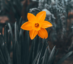 Close-up of orange flower