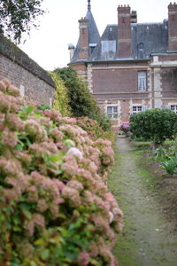 Footpath amidst plants and buildings against sky