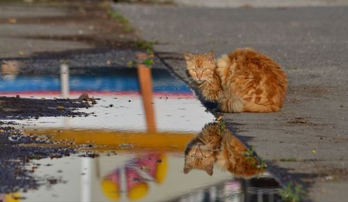 Cat drinking water from a lake