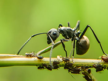 Close-up of ant