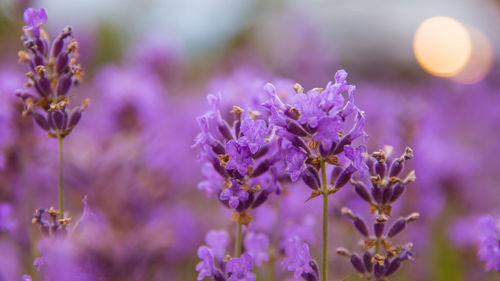 Close-up of flowers