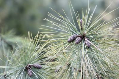 Close-up of pine cones